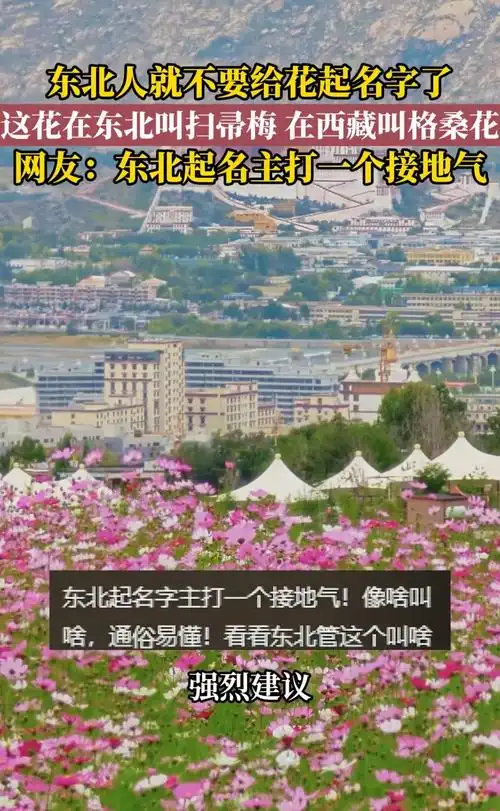 东北话魔改景点名，体育圈也逃不过：这些“整活”名场面笑到飙泪